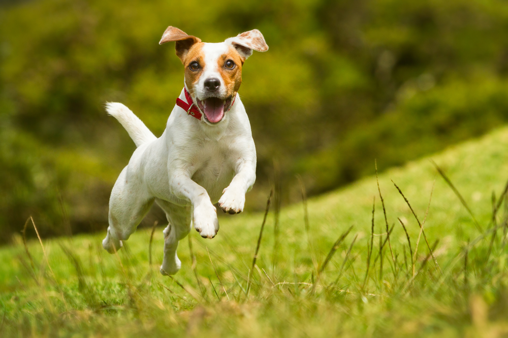 jumping jack russell