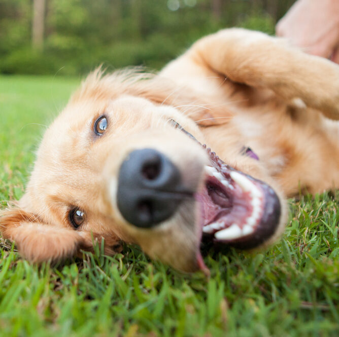 Dog on its side to accompany Burgess Pet Care case study