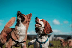 Most popular dog names campaign
