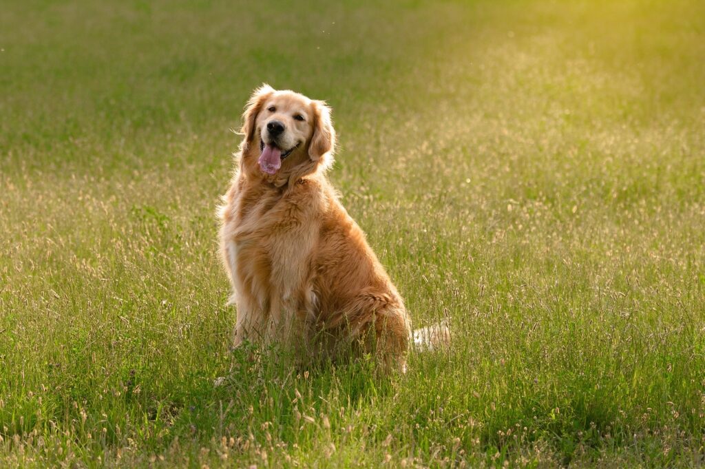 Golden retriever dog in a field