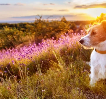 Green pantry case study