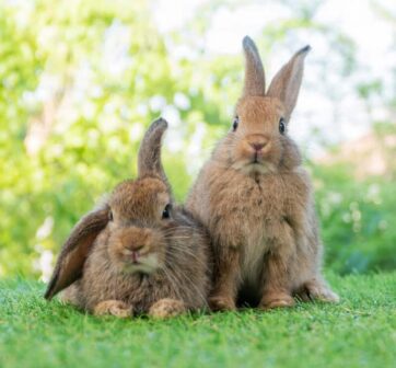 Burgess case study pet rabbits