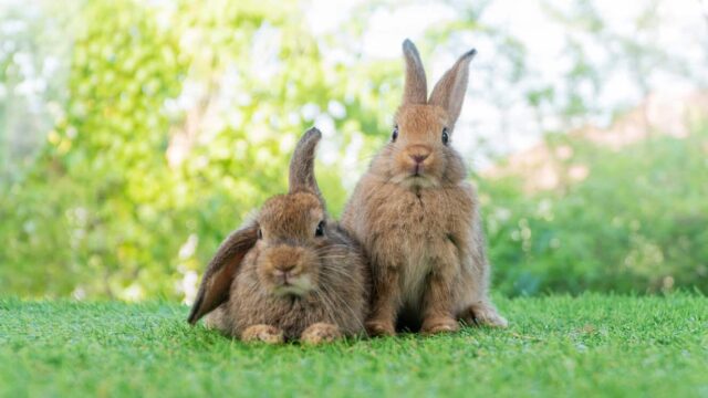 Google Shopping 19 burgess case study pet rabbits