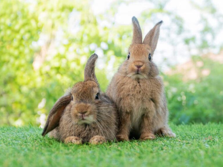 burgess case study pet rabbits
